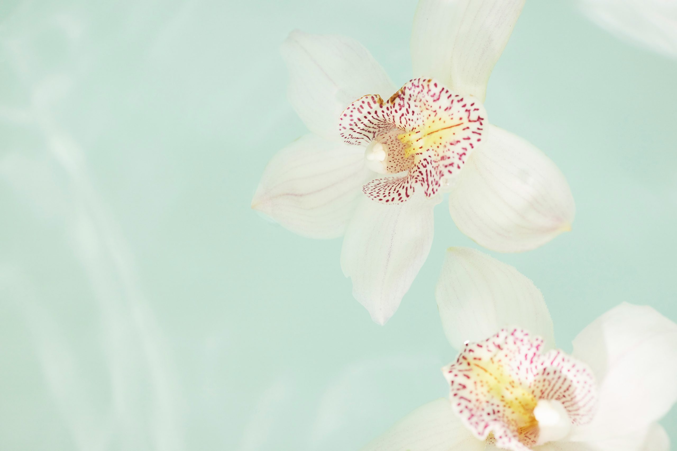 Orchid flower detail