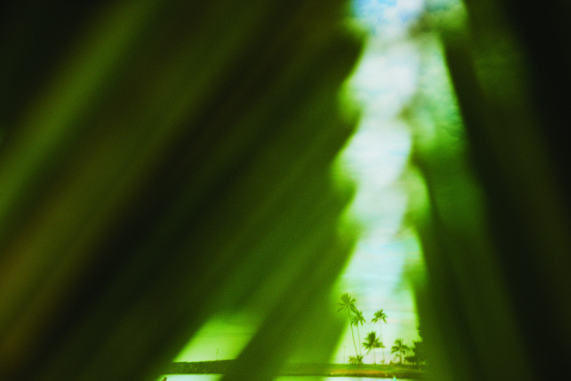 Ocean between large leaves