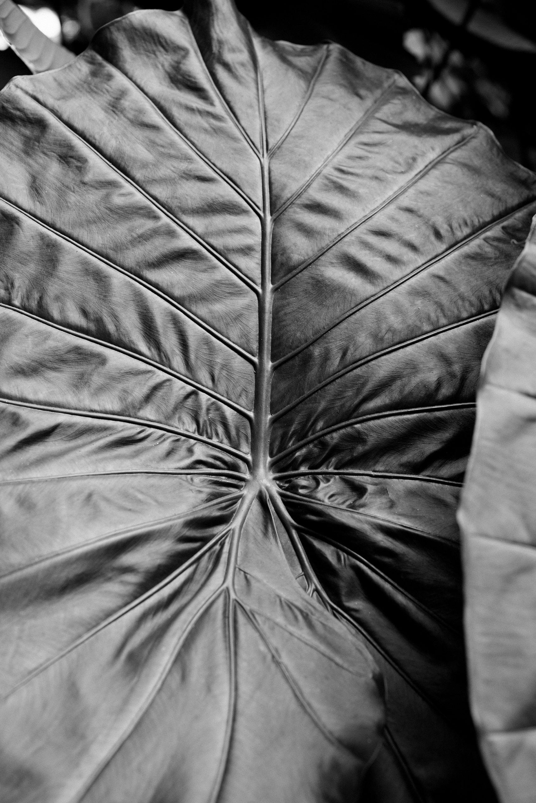 Close up of big leaf