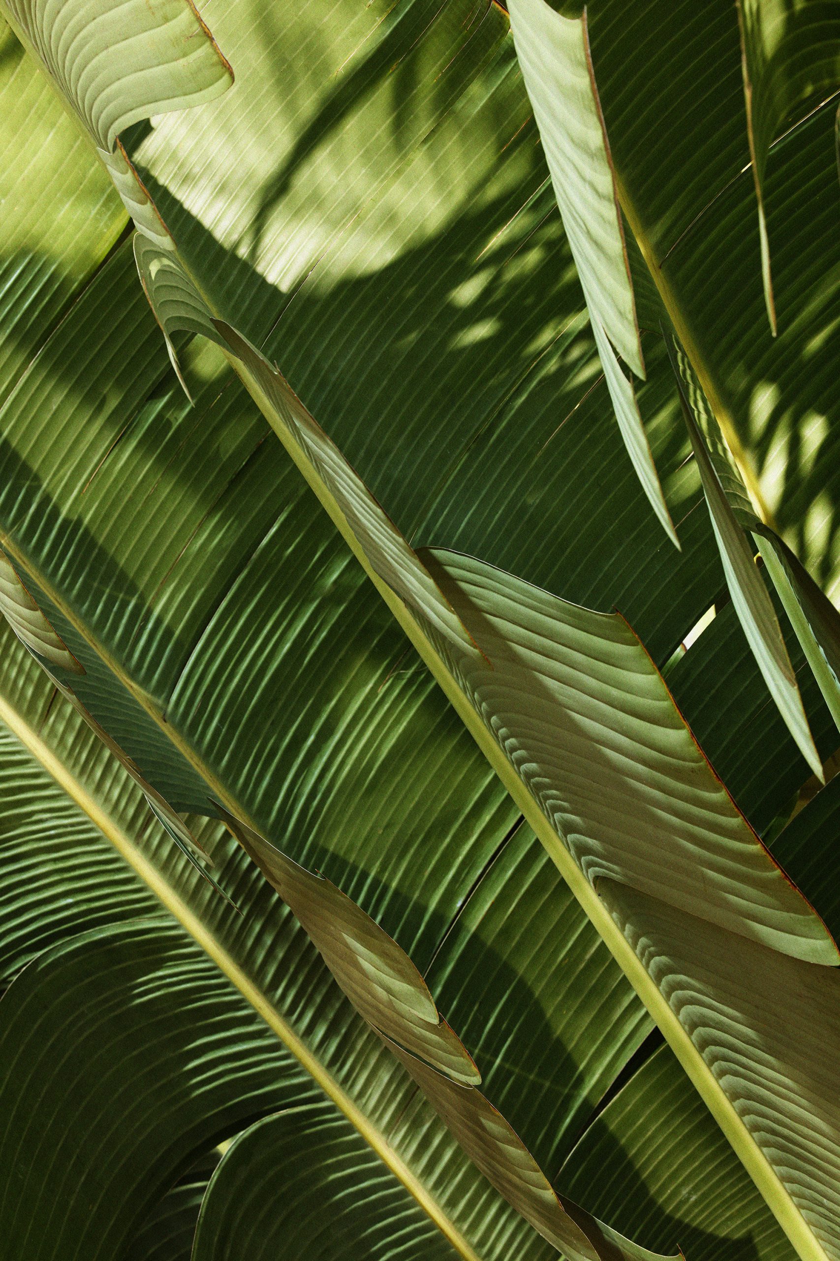 Large green leaves